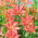 Lily - Little Kiss - Large Pack! - 10 pcs.