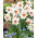 Daffodil - Cool Flame - Large Pack! - 50 pcs