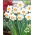 Daffodil - Pink Charm - GIGA Pack! - 250 pcs