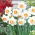 Daffodil - Pink Charm - GIGA Pack! - 250 pcs