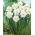 Narciso - Snowboard - 5 pz