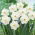 Narciso - Snowboard - 5 pz