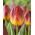 Tulip - Amberglow - Large Pack! - 50 pcs