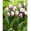 Tulip - Flaming Prince - GIGA Pack! - 250 pcs
