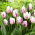 Tulip - Flaming Prince - GIGA Pack! - 250 pcs