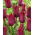 Tulip - Merlot - GIGA Pack! - 250 pcs