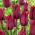 Tulip - Merlot - GIGA Pack! - 250 pcs