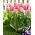 Tulip - Mystic Van Eijk - 5 pcs