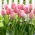 Tulip - Mystic Van Eijk - 5 pcs