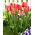 Tulip - Orange Van Eijk - Large Pack! - 50 pcs