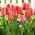 Tulipan "Orange Van Eijk" - 5 čebulic