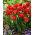 Tulip - Pamplona - GIGA Pack! - 250 pcs
