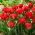 Tulip - Pamplona - GIGA Pack! - 250 pcs