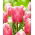 Tulipán - Pink Jimmy - 5 piezas