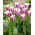 Tulipán - Siesta - 5 květinových cibulek
