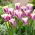 Tulipán - Siesta - 5 květinových cibulek