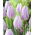 Tulip - Silver Cloud - GIGA Pack! - 250 pcs
