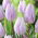 Tulip - Silver Cloud - GIGA Pack! - 250 pcs