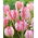 Tulip - Silver Parrot - 5 pcs