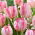 Tulip - Silver Parrot - 5 pcs