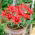 Tulip - Linifolia - 5 pcs