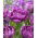 Tulip - Blue Spectacle - GIGA Pack! - 250 pcs