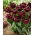 Tulip - Canyon - Large Pack! - 50 pcs