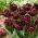Tulip - Canyon - Large Pack! - 50 pcs