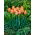 Tulip - Dordogne - GIGA Pack! - 250 pcs