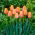Tulip - Dordogne - GIGA Pack! - 250 pcs