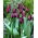 Tulip - Ronaldo - Large Pack! - 50 pcs