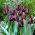 Tulip - Ronaldo - Large Pack! - 50 pcs