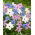 Ipheion - Mix - 10 pcs.