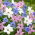 Ipheion - Mix - 10 pcs.