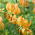 Miškinė lelija - Lilium Martagon - Peppard Gold