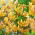Martagon Lily - Guinea Gold - Large Pack! - 10 pcs.