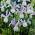 Dutch Iris Silvery Beauty - GIGA Pack! - 500 pcs.