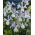 Dutch Iris Silvery Beauty - GIGA Pack! - 500 pcs.