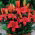 Miniature Lily - Sweet Lord - GIGA Pack! - 50 pcs.