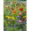 Flowery Meadow - a seed mix of over 40 species - 500 g - Over 40 Vibrant Species - Fresh Seeds