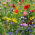 Flowery Meadow - a seed mix of over 40 species - 500 g - Over 40 Vibrant Species - Fresh Seeds