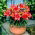 Miniature Lily - Crimson Pixie - GIGA Pack! - 50 pcs.