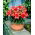 Miniature Lily - Crimson Pixie - GIGA Pack! - 50 pcs.