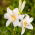 Madonna Lily - Lilia candidum - GIGA Pack! - 50 pcs.