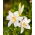 Madonna Lily - Lilia candidum - GIGA Pack! - 50 pcs.