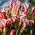Oxalis - Versicolor - Giga csomag - 100 db