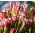 Oxalis - Versicolor - Giga csomag - 100 db