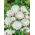 Strawflower - White - Helichrysum bracteatum - Elegant White, Perfect for Dried Use - Fresh Seeds
