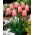 Tulpan 'Menton' - stort paket - 50 st