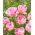Tulp Angelique - Tulp Angelique - XXXL pak 250 st - 